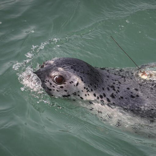 Phoca largha