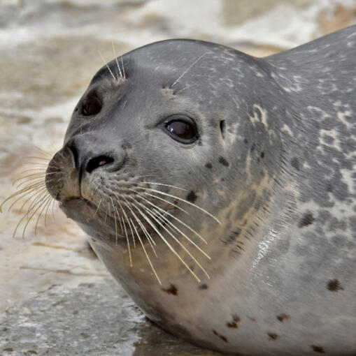 Phoca vitulina